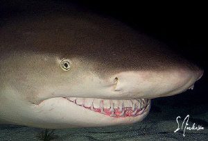 This image was taken during a night dive with Lemon Shark... by Steven Anderson 